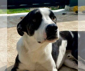 Mutt Dogs for adoption in Canton, CT, USA