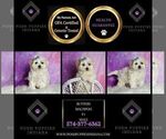 Small Photo #48 Maltipoo (Miniature) Puppy For Sale in WARSAW, IN, USA