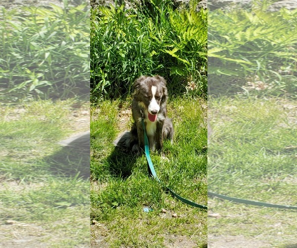 Medium Photo #3 Border Collie Puppy For Sale in Croydon, NH, USA