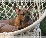 Small #1 English Bulldog-French Bulldog Mix
