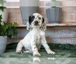 Small Photo #2 Cocker Spaniel Puppy For Sale in SHREVE, OH, USA