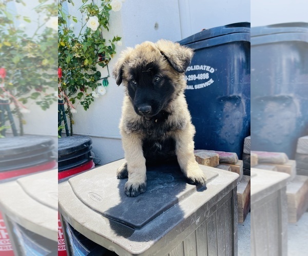 Medium Photo #7 Belgian Malinois Puppy For Sale in GARDENA, CA, USA