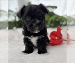 Small #9 Morkie