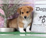 Small Photo #2 Pembroke Welsh Corgi Puppy For Sale in BEL AIR, MD, USA