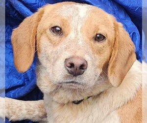 Beagle-Red Heeler Mix Dogs for adoption in Cuba, NY, USA