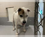 Small American Pit Bull Terrier Mix