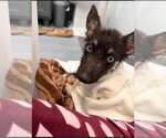 Small #1 Mutt