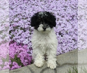 Poodle (Miniature) Puppy for sale in FREDERICKSBURG, OH, USA
