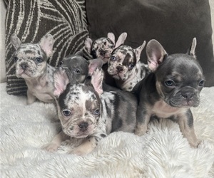 French Bulldog Litter for sale in ALPHARETTA, GA, USA