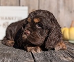 Small Photo #15 Cocker Spaniel Puppy For Sale in GOSHEN, IN, USA