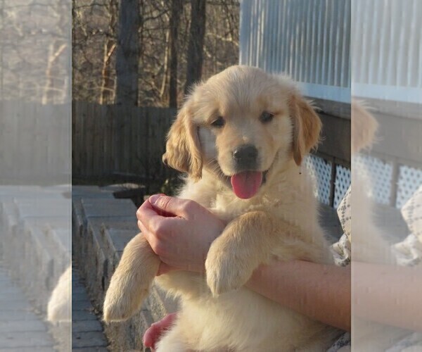 Medium Photo #15 Golden Retriever Puppy For Sale in MECHANICSVILLE, MD, USA