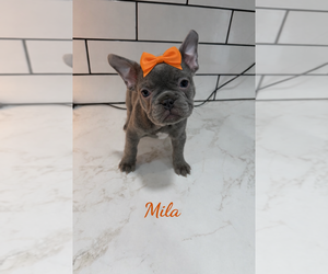 Medium French Bulldog