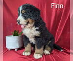 Small #3 Bernese Mountain Dog