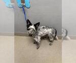 Small Mutt