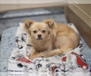Chiranian Dogs for adoption in Martinez, CA, USA