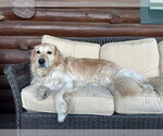 Small #3 Golden Retriever