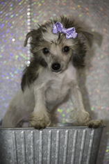 Chinese Crested Puppy for sale in LABELLE, FL, USA
