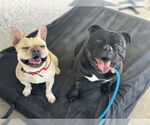 Small #1 Bulldog Mix