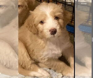 Mutt Dogs for adoption in Aurora, IN, USA