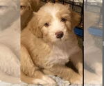 Small Mutt