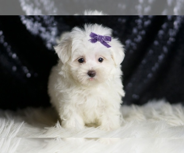 Medium Photo #5 Maltese Puppy For Sale in WARSAW, IN, USA