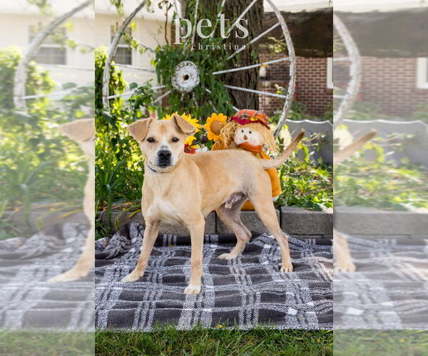 Medium Photo #2 Mutt Puppy For Sale in Foristell, MO, USA