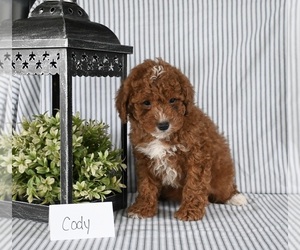 Poodle (Miniature) Puppy for sale in HOLMESVILLE, OH, USA