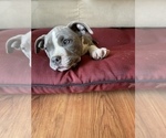 Small Photo #25 American Bully Puppy For Sale in LUBBOCK, TX, USA