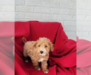 Goldendoodle (Miniature) Puppy for sale in INDIANAPOLIS, IN, USA