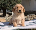 Small #3 Golden Retriever