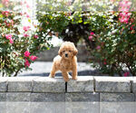 Small Photo #8 Poodle (Toy) Puppy For Sale in WARSAW, IN, USA