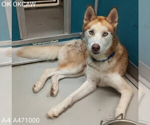 Siberian Husky Dogs for adoption in Oklahoma City, OK, USA