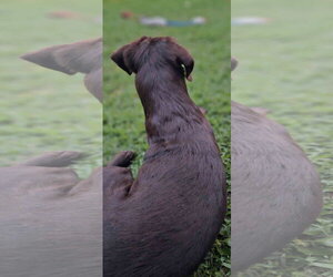 Holly - Female Labrador Retriever Dog for Adoption - Photo #6
