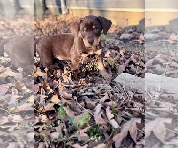 Medium Photo #3 Labrador Retriever-Unknown Mix Puppy For Sale in Hillsboro, MO, USA