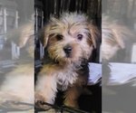 Puppy 15 Yorkshire Terrier