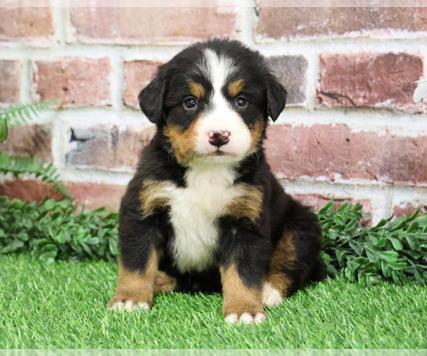 Medium Photo #9 Bernese Mountain Dog Puppy For Sale in SYRACUSE, IN, USA