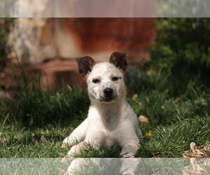 Collie-Unknown Mix Dogs for adoption in Sandy, UT, USA