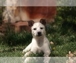 Small Collie Mix