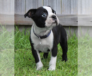 Boston Terrier Puppy for sale in BROOKSVILLE, FL, USA