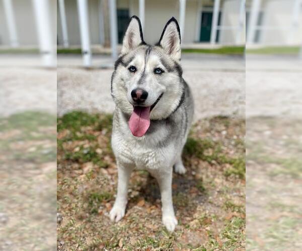 Medium Photo #1 Siberian Husky Puppy For Sale in Naples, FL, USA