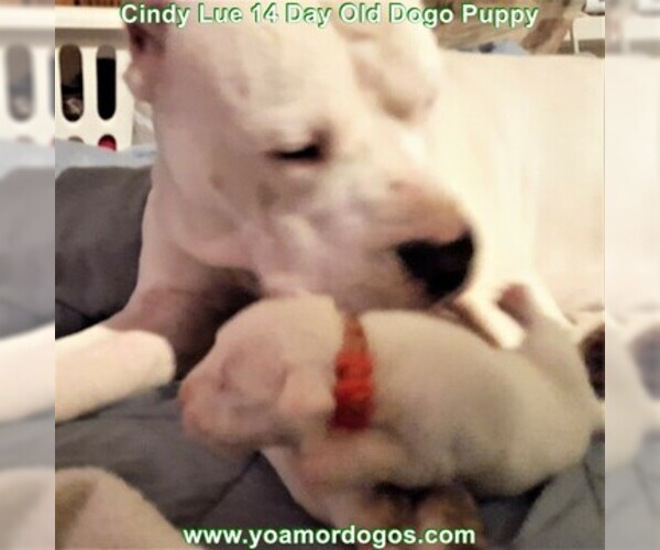 Medium Photo #38 Dogo Argentino Puppy For Sale in PINEVILLE, MO, USA