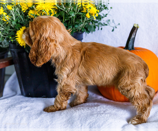 Medium Photo #7 Cocker Spaniel Puppy For Sale in WAKARUSA, IN, USA