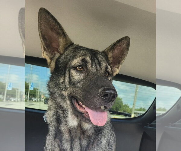 Medium Photo #3 German Shepherd Dog Puppy For Sale in Plantation, FL, USA