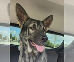Small #2 German Shepherd Dog