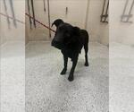 Small Labrador Retriever