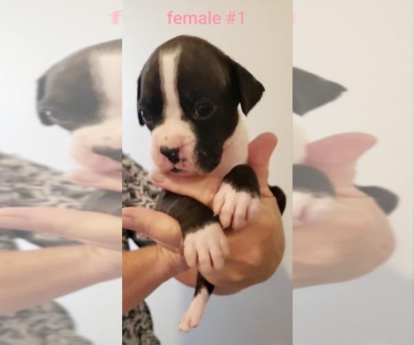 Medium Photo #1 Boxer Puppy For Sale in CHEHALIS, WA, USA