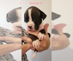 Small Photo #1 Boxer Puppy For Sale in CHEHALIS, WA, USA