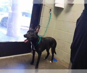 Mutt Dogs for adoption in Tulsa, OK, USA