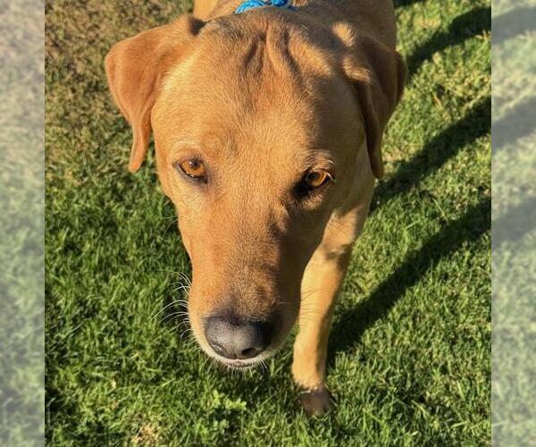Medium Photo #4 Labrador Retriever Puppy For Sale in San Diego, CA, USA