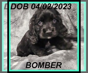 Cocker Spaniel Puppy for sale in FLORENCE, KY, USA